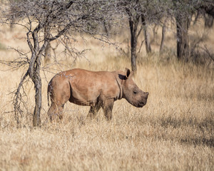 White Rhino Calf