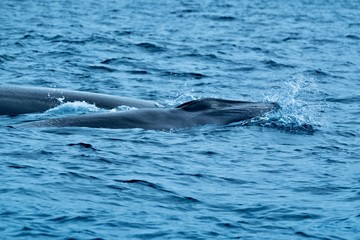 Newborn fin whale with fetal folds still visible indicating less than a day old.
