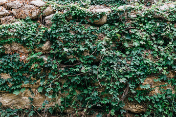 Grey ancient stone wall with big green ivy in Spain. Stones with different shapes