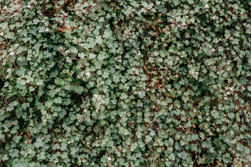 Huge green ivy wall in Spain.