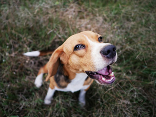 Close up face of beagle dog.