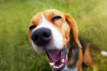 Close up face of beagle dog gapes while sitting on the field.