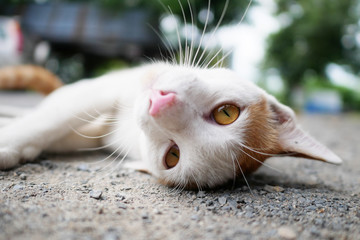 Playful white-brown lying on the road outdoor.