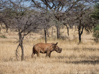 Fototapeta premium White Rhino Calf