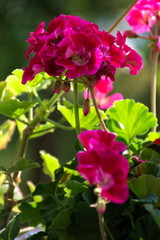 Pelargonie