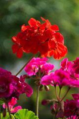Pelargonie
