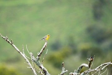 A wild canary perched on a branch