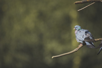 Pigeon on branch