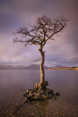 Szkocja - Balmacha - Loch Lomond