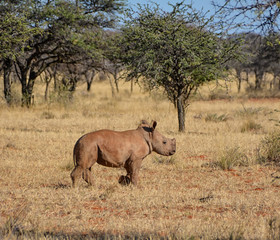 White Rhino Calf