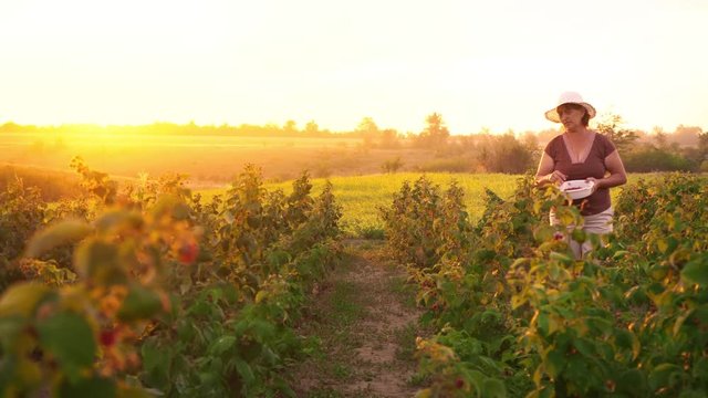 An elderly woman in white trousers, a brown T-shirt and a white hat rips raspberry berries from a bush and puts them in a white bowl, a raspberry picker harvesting on a sunset background