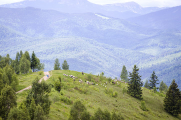 sheep graze in the mountains