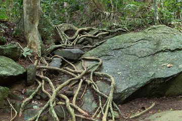 Thick tree roots finding their way across a big mossy rock