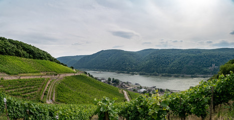 Fototapeta na wymiar Assmanshausen, Germany vineyards and river