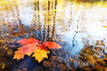 Detail of a few leaves on the water surface