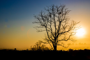 Fototapeta na wymiar Árvore seca em silhueta no nascer do sol