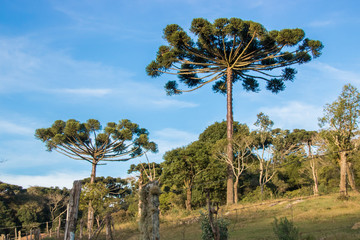 Árvore Araucária em dia de sol em área rural