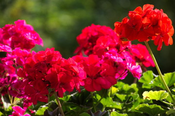 Pelargonie