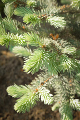 Young blue fir