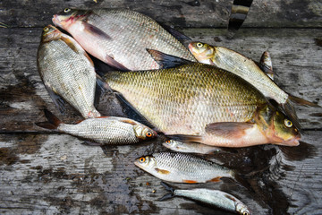 A large fresh fish caught and lying on a table