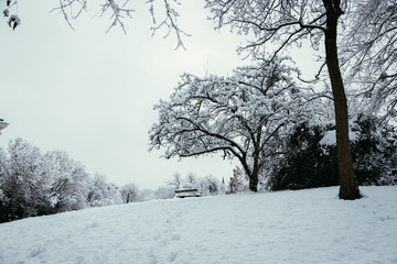 Beschneite Parkbank und Baum im Winter, Park