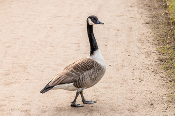 Canadian goose