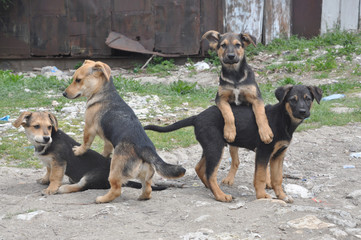 Four courtyard puppies are playing on the background of old barns