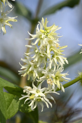 Blüten der Stachelgurke (Echinocystis lobata) - wild cucumber