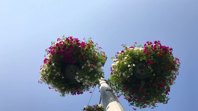 Urban greening - flowering white, pink and red petunia flowers in flowerpots swing on wind hanging on city stock with lantern as decoration element of city stock, ecology in city