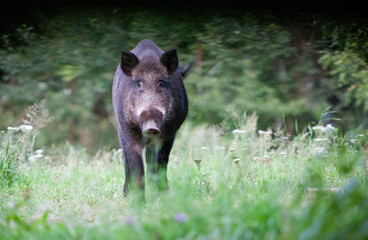wild boar in its natural habitat
