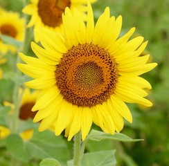 A view of a bright yellow sunflower on a close up view.