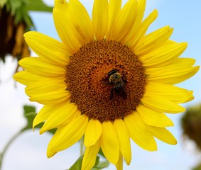 A bee in the middle of the sunflower on a close up view.