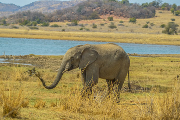 A young elephant throws muddy water off it's trunk in Pilanesberg national park