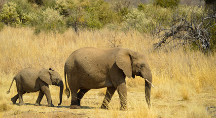 A close portrait of male bull elephant yound in Pilanesberg national park