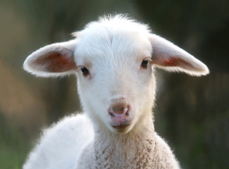 Portrait of a cute lamb in the nature