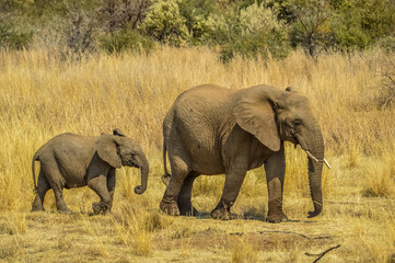 An elephant calf baby following his brother sister in Pilanesberg national park