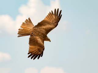 Awesome bird of prey in flight