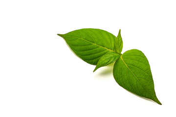 Green leaves isolated on white background.