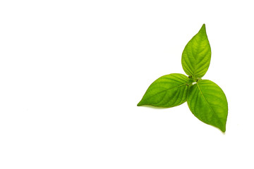 Fototapeta premium Green leaves isolated on white background.