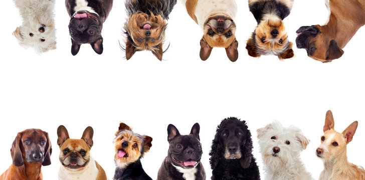Discover the Importance of Dog Numbers for Your Pet's Health
