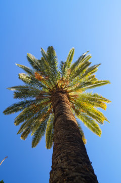 The palm trees under the blue sky