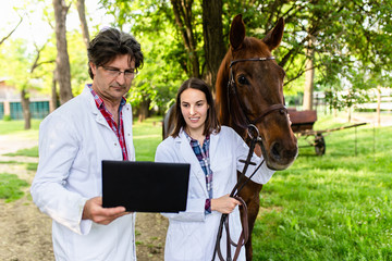 Male and female veterinarians examining horse.