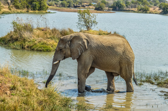 A young musth or musht elephant in pilanesber national park in a dam drinking water