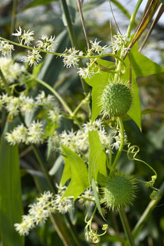 Stachelgurke (Echinocystis lobata) / Blüten und Fruchtstände - wild cucumber