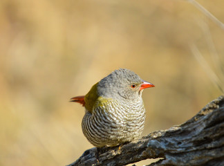 A beautiful Red blue waxbill in Pilanesberg in Mankwe hide