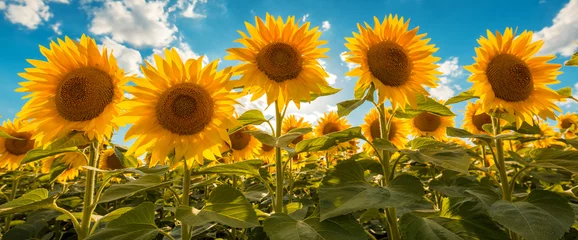 Fotobehang Blooming sunflower crop field © Bits and Splits
