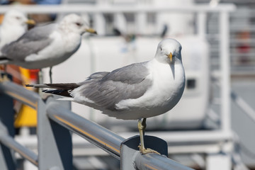 sea gull
