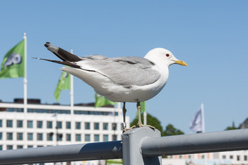 seagull in the city