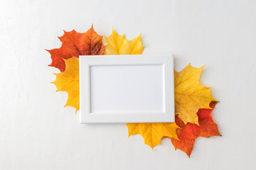 Bright autumn leaves on a light background