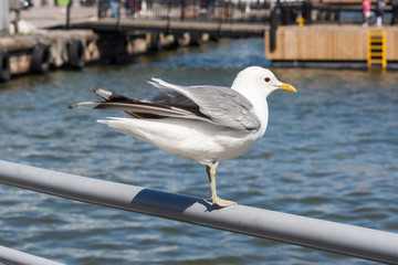 sea gull in Helsinki